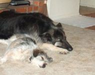 dog4