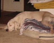 dog3