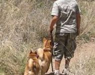 boy2dog
